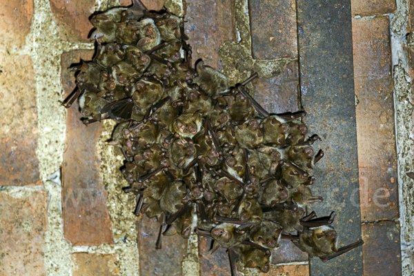 Mausohr (Myotis myotis)