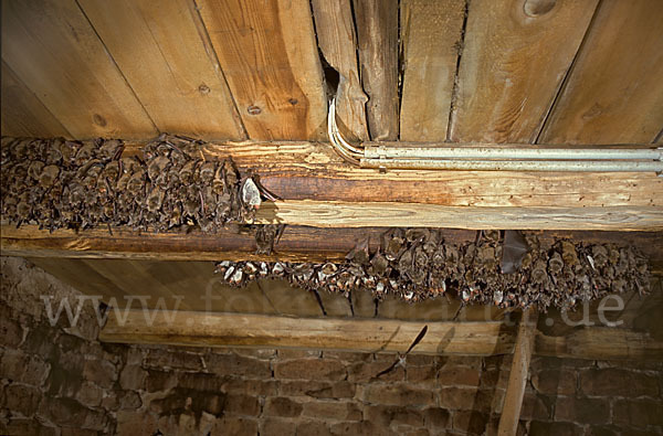 Mausohr (Myotis myotis)