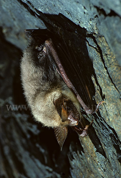 Mausohr (Myotis myotis)