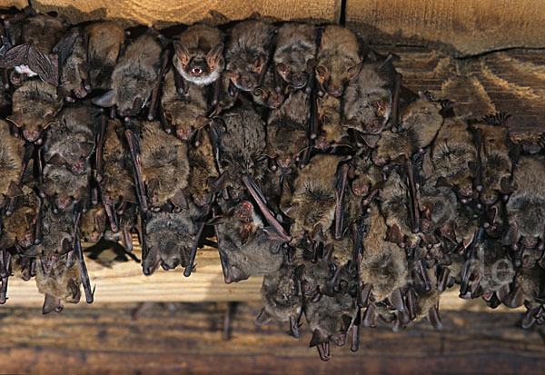 Mausohr (Myotis myotis)