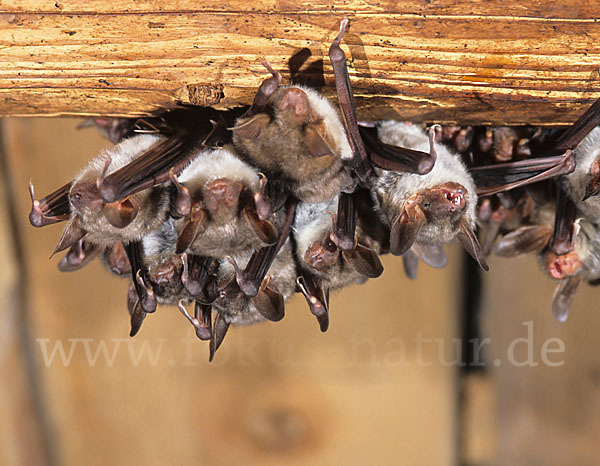 Mausohr (Myotis myotis)