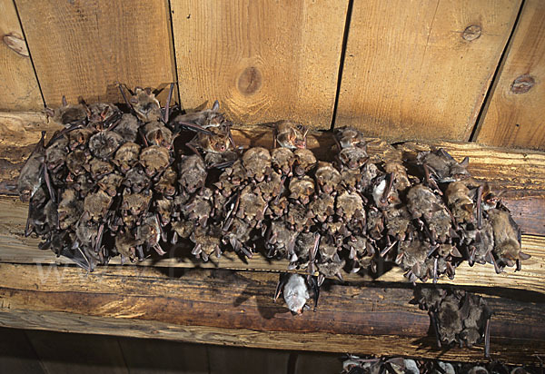 Mausohr (Myotis myotis)