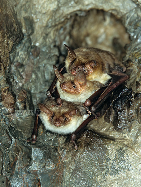 Mausohr (Myotis myotis)