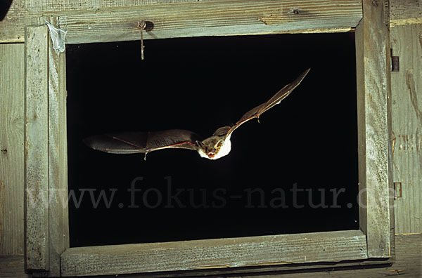 Mausohr (Myotis myotis)