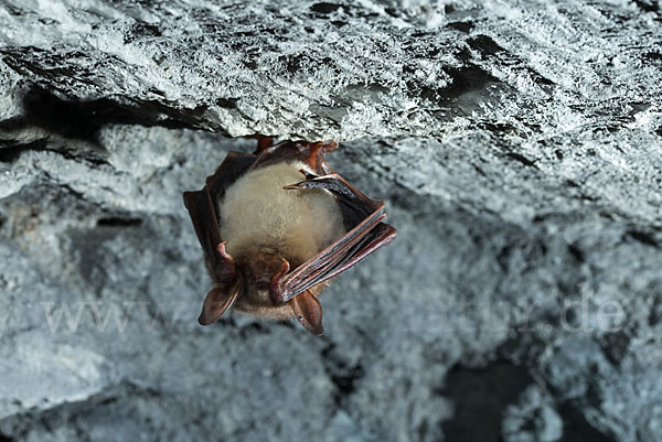 Mausohr (Myotis myotis)