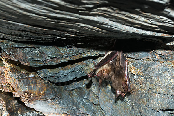 Mausohr (Myotis myotis)