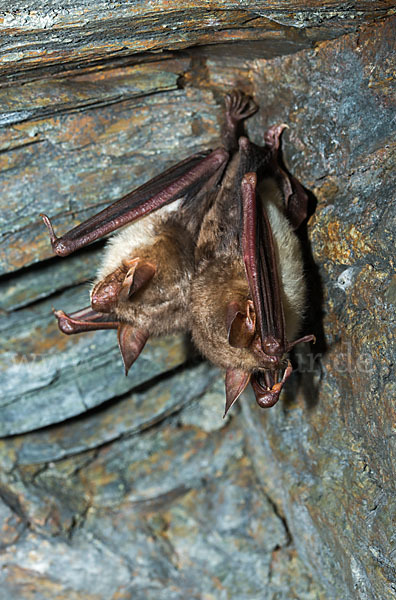 Mausohr (Myotis myotis)