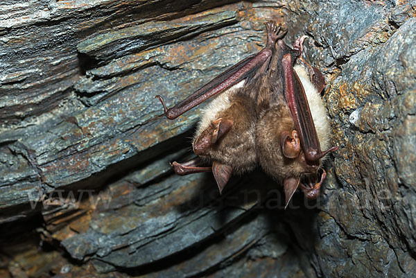 Mausohr (Myotis myotis)