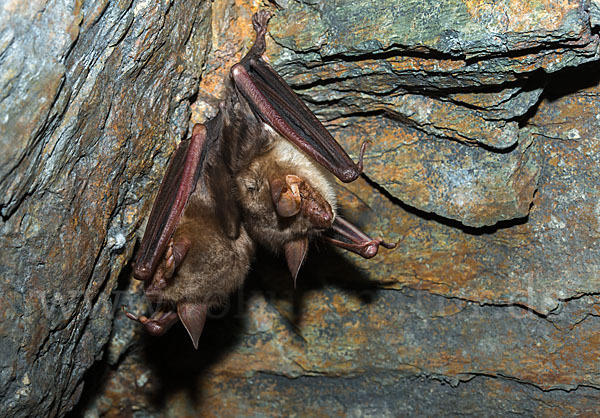 Mausohr (Myotis myotis)