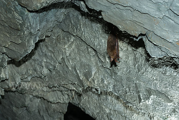 Mausohr (Myotis myotis)