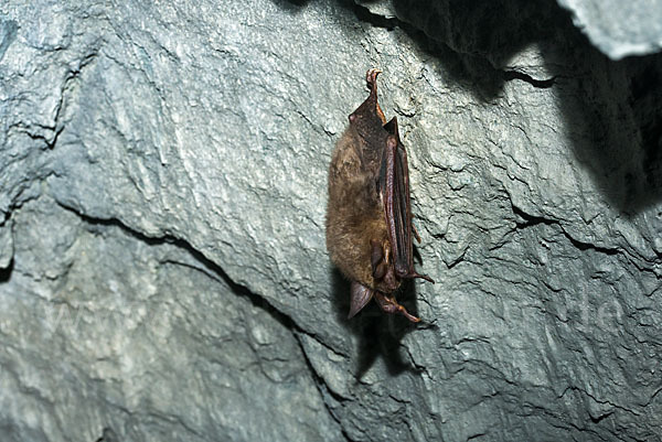 Mausohr (Myotis myotis)