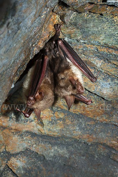 Mausohr (Myotis myotis)