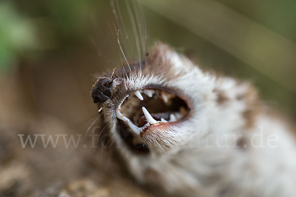 Mauswiesel (Mustela nivalis)