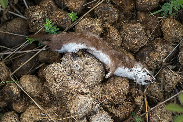 Mauswiesel (Mustela nivalis)