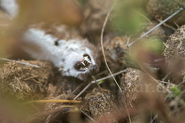 Mauswiesel (Mustela nivalis)