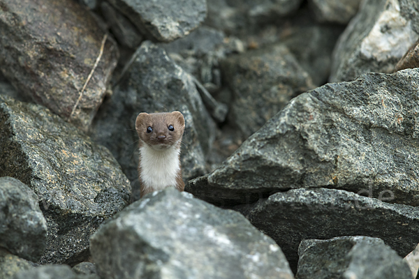 Mauswiesel (Mustela nivalis)