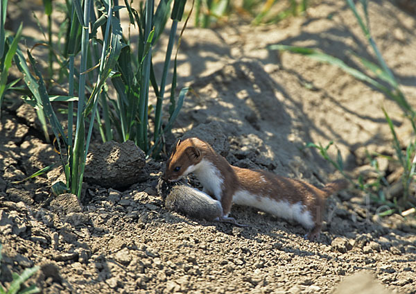 Mauswiesel (Mustela nivalis)