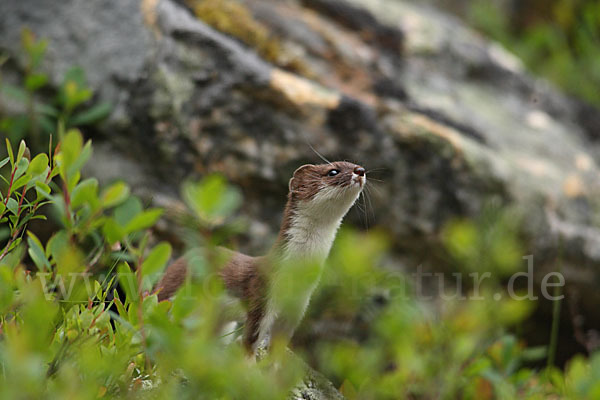 Mauswiesel (Mustela nivalis)