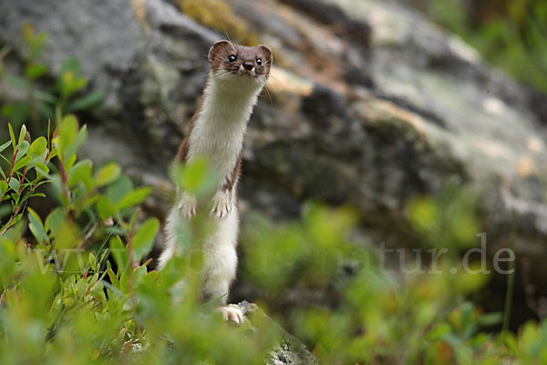 Mauswiesel (Mustela nivalis)