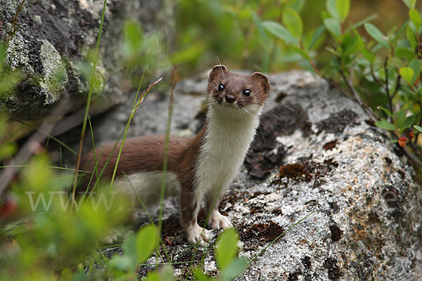 Mauswiesel (Mustela nivalis)