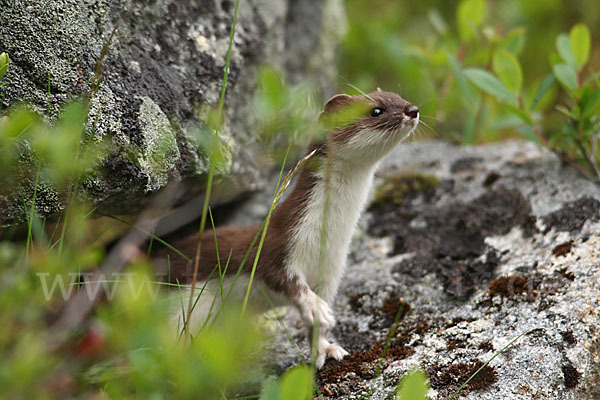 Mauswiesel (Mustela nivalis)