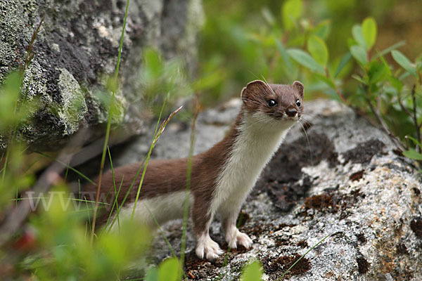 Mauswiesel (Mustela nivalis)