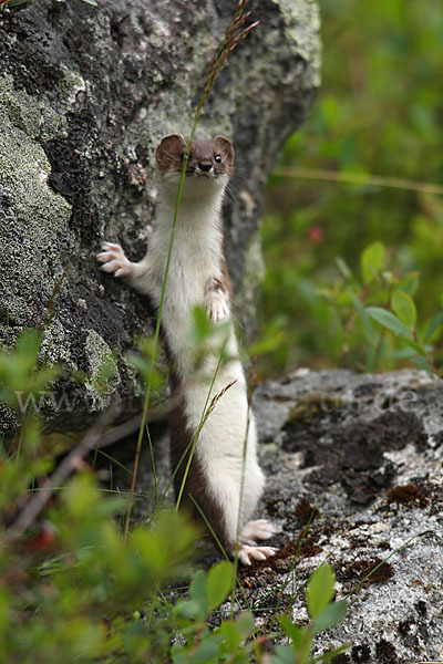 Mauswiesel (Mustela nivalis)