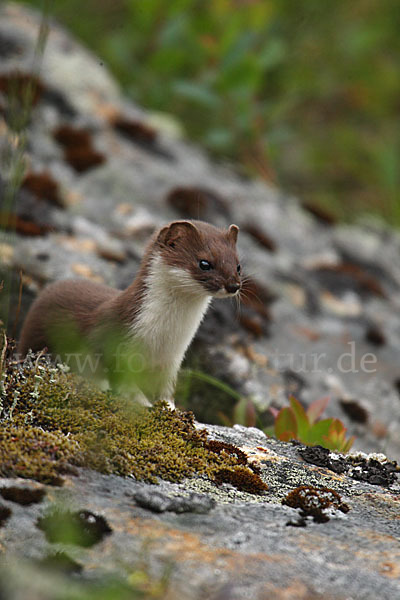 Mauswiesel (Mustela nivalis)