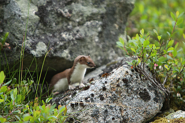 Mauswiesel (Mustela nivalis)