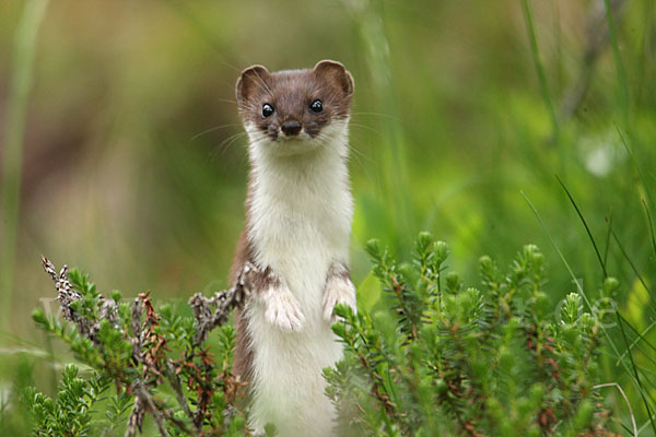 Mauswiesel (Mustela nivalis)