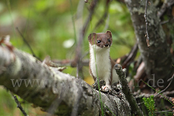 Mauswiesel (Mustela nivalis)