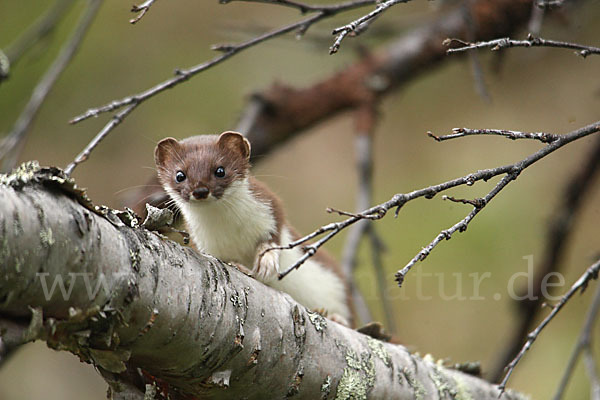 Mauswiesel (Mustela nivalis)