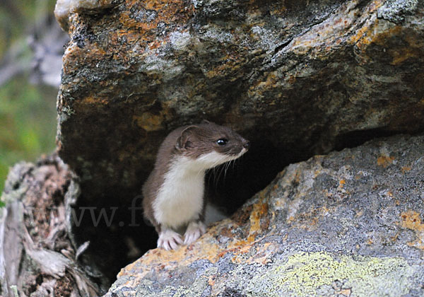 Mauswiesel (Mustela nivalis)