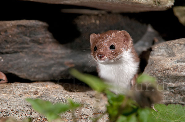 Mauswiesel (Mustela nivalis)