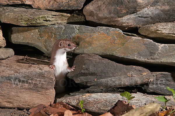 Mauswiesel (Mustela nivalis)