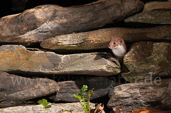 Mauswiesel (Mustela nivalis)