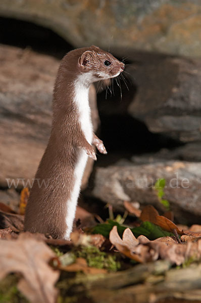 Mauswiesel (Mustela nivalis)