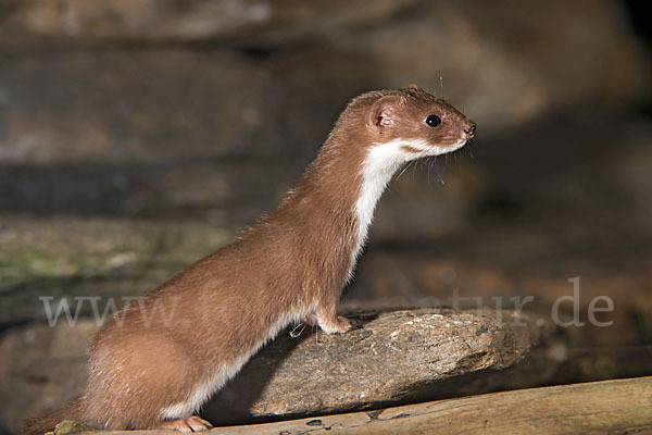 Mauswiesel (Mustela nivalis)