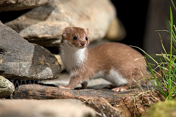 Mauswiesel (Mustela nivalis)