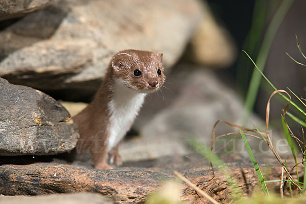 Mauswiesel (Mustela nivalis)