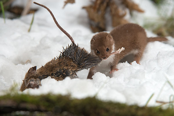 Mauswiesel (Mustela nivalis)