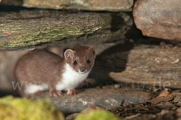 Mauswiesel (Mustela nivalis)