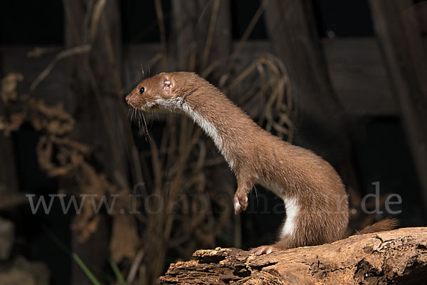 Mauswiesel (Mustela nivalis)