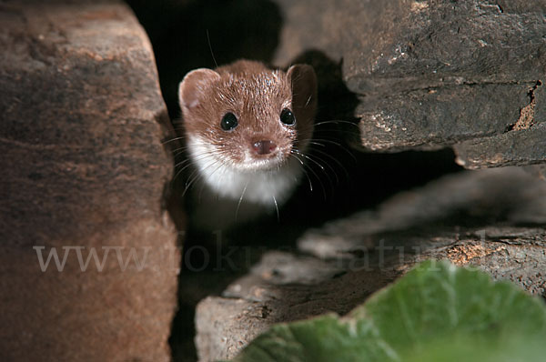 Mauswiesel (Mustela nivalis)