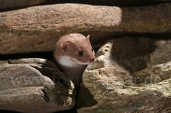 Mauswiesel (Mustela nivalis)