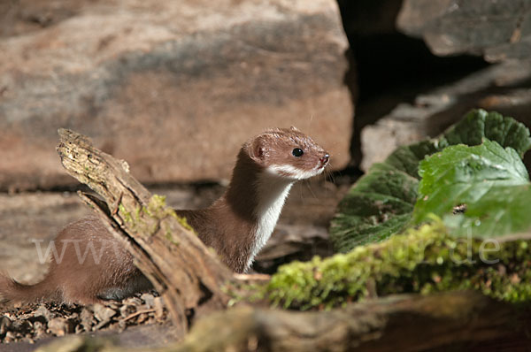 Mauswiesel (Mustela nivalis)