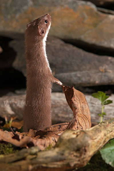 Mauswiesel (Mustela nivalis)