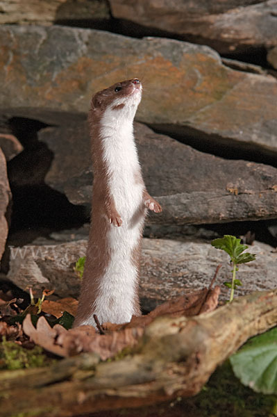 Mauswiesel (Mustela nivalis)