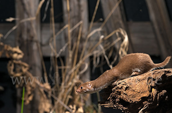 Mauswiesel (Mustela nivalis)