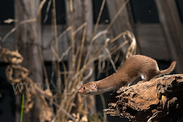 Mauswiesel (Mustela nivalis)